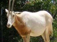 Photo de Algazelle