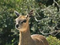 Photo de Klipspringer