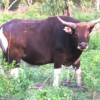 Photo de Banteng