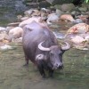 Photo de Carabao