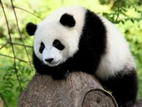 Photo de Panda