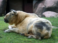 Photo de Takin