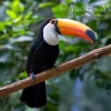 Photo de Toucan