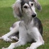 Photo de Saluki