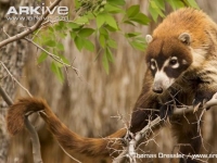 Photo de Coati