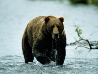 Photo de Kodiak