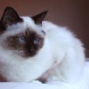 Photo de Birman