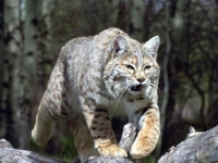 Photo de Bobcat