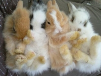 Photo de Lapin
