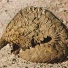 Photo de Pangolin