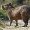 Photo de Capybara