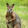 Photo de Wallaroo