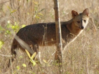 Photo de Cerdocyon