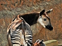 Photo de Okapi