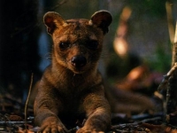 Photo de Fossa