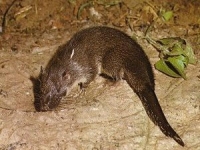 Photo de Potamogale