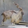 Photo de Markhor