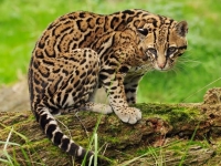 Photo de Ocelot