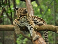 Photo de Margay