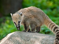 Photo de Coati