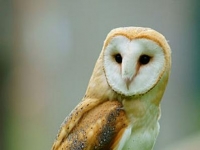 Photo de Tuidara