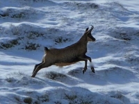 Photo de Isard