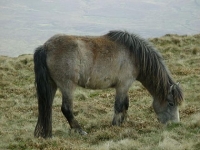 Photo de Welsh