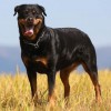 Photo de Rottweiler