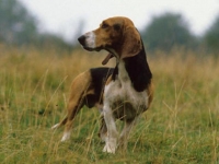 Photo de Basset