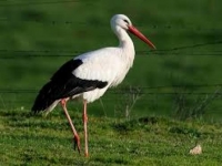 Photo de Ciconia