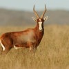 Photo de Blesbok