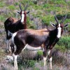 Photo de Bontebok