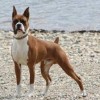 Photo de Boxer