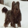 Photo de Briard