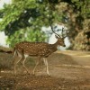 Photo de Chital