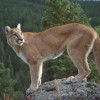 Photo de Cougar