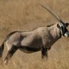 Photo de Gemsbok