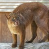 Photo de Jaguarundi