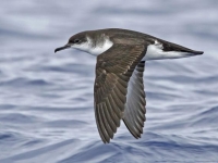 Photo de Puffin