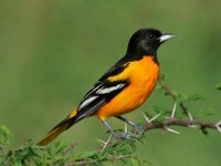 Photo de Oriole