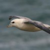 Photo de Fulmar