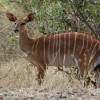 Photo de Nyala