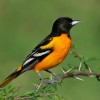 Photo de Oriole