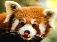 Photo de Panda Roux