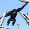 Photo de Siamang