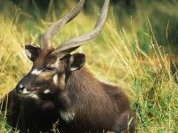 Photo de Sitatunga