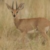 Photo de Steenbok