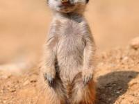 Photo de Suricate