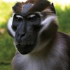 Photo de Mangabey