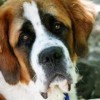 Photo de Saint-bernard